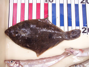 P6040514_small