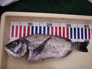 P6050538_small