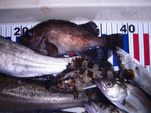 P6050551_small