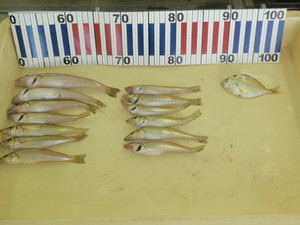 P7101334_medium_2