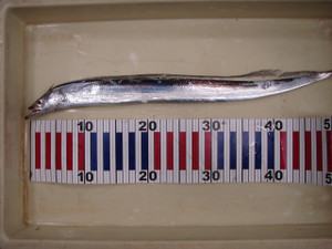 P7240731_small