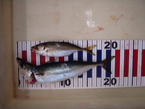 P7250741_small_2