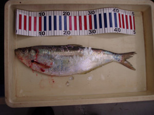 P9030838_small
