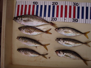 P9200858_small