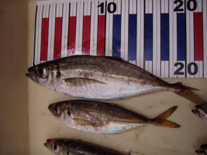 P9200859_small
