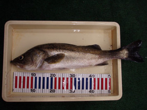 Pa010890_small