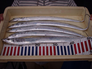 Pa150935_small