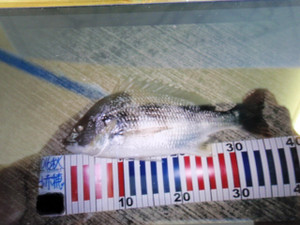 Pb021870_2