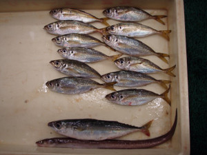 Pb051011_small