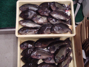 Pb121028_small