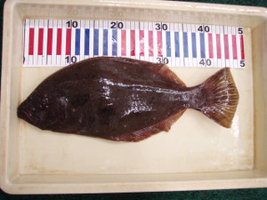 Pb121031_small