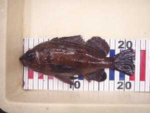 P1021164_small