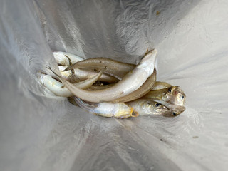 Photo_4