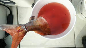 Photo_2