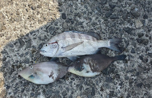 Photo_38