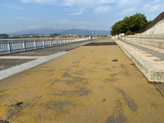 Photo_5