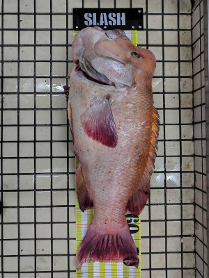 Photo_14