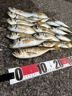 Photo_2