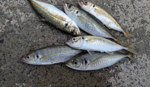 590759399300792457 590759399300792457