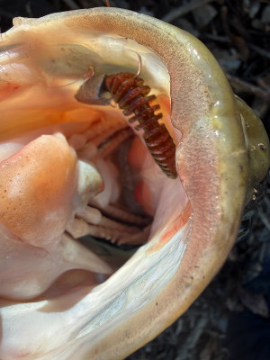 594270738186764544 594270738186764544