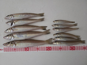 608413751875469740_2 608413751875469740_2