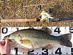 Bass_192_small_2