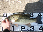 Bass_194_small_2