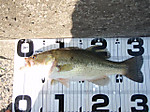 Bass_197_small