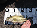 Bass_201_small