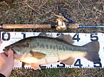 Bass_211_small_2