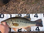 Bass_217_small