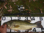 Bass_236_small