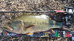 Bass_005_small