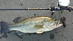 Bass_001_small