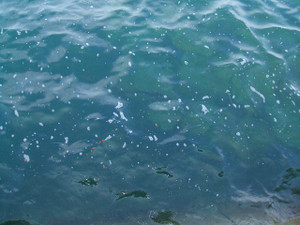 Dscf2851