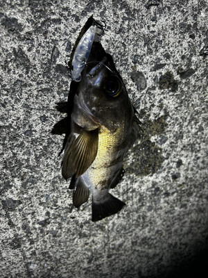 601145684485996665_2