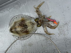 610969082296795309_2