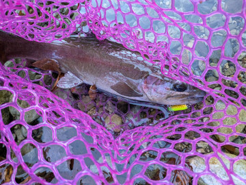 591110218738303664_medium 591110218738303664_medium