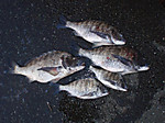 P5041021_medium