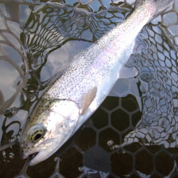 590417412529586704_medium