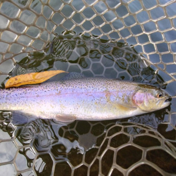 590417413016387841_medium