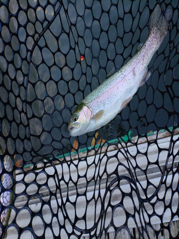 590464720973857246_medium