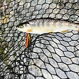 奈良県で釣れたオイカワの釣り・釣果情報 - アングラーズ