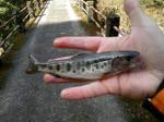 Photo_6