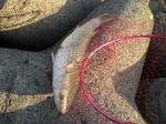 Photo_16