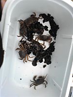 Photo_10