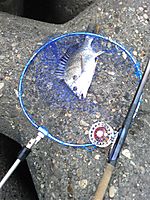 Photo_3