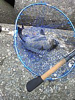 Photo_4
