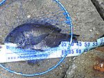 Photo_7