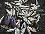 Photo_7